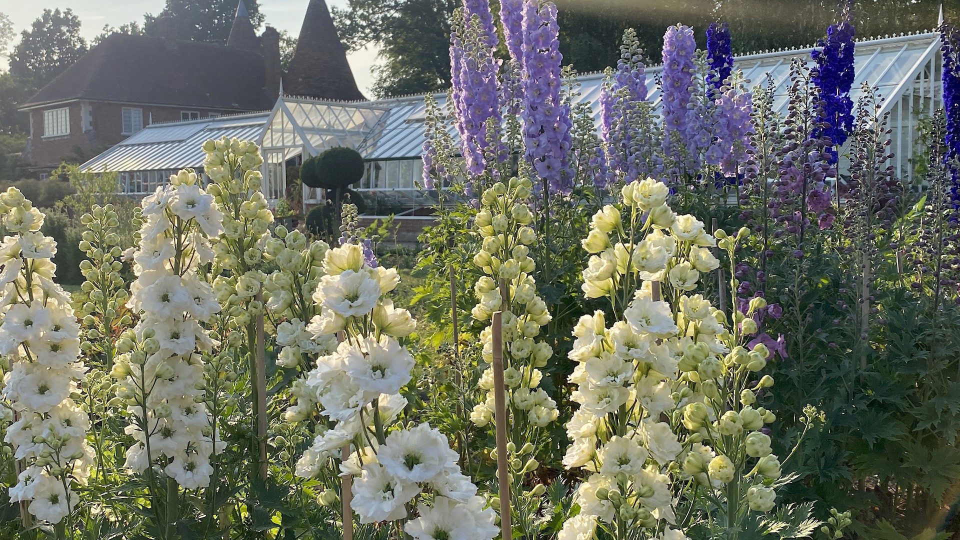 Delphinium Festival Image