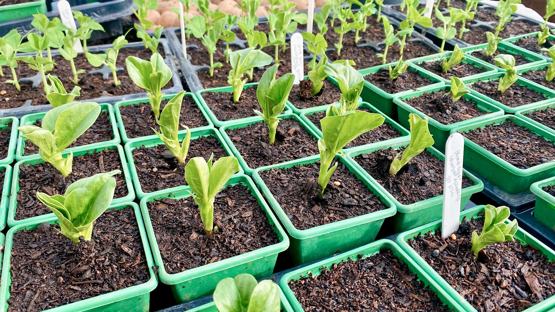 Master the Art of Plant Propagation: A Hands-On Workshop Image